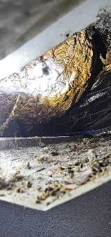 Alpine Pest Control LTD photo 3