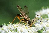 Technica Pest Solutions Calgary photo 6