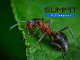 Summit Pest Management