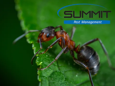 Summit Pest Management photo 1