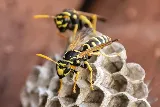 Greater NH Pest Control photo 3
