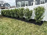 P&P Landscaping and Lawn Care Inc. photo 5