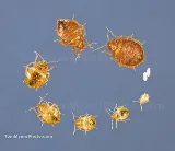 All-Rite Pest Control photo 8