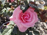 Moana Nursery Landscape Services photo 8