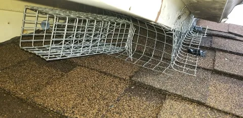 PESTONG Pest and Animal Control Inc photo 1