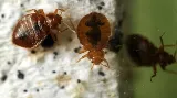 Bed Bug Exterminator Columbus photo 7