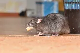 High Country Wildlife and Pest Control of Montana photo 5