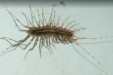 Chase Pest Control photo 8