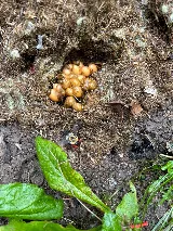 Gannon Pest Control photo 4