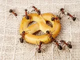 Accel Pest & Termite Control photo 4