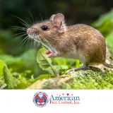 American Pest Management KC photo 4