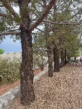 General Services Landscaping and Maintenance photo 7