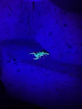 NEWMANS PEST CONTROL photo 8
