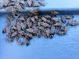 Pestigo Pest Control Hamilton photo 6