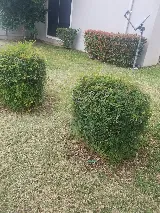 JT Lawn Service photo 5