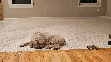 Essex Flooring Connection Inc. photo 5