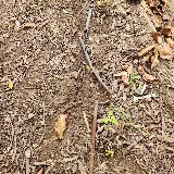 Del Conte's Landscaping photo 7
