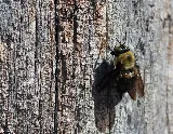 Pisgah Pest Control, Inc - Asheville photo 5