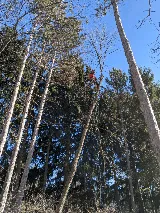 Crawford Tree & Landscape Services, Inc. photo 3