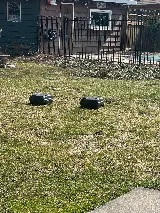 Quality pest control gta Richmond hill photo 3