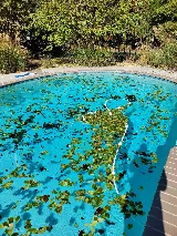 Down Family Pool Services,LLC photo 5
