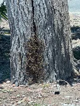 300 EXTERMINATOR TERMITE AND PEST CONTROL, LLC photo 6
