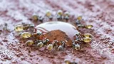 NuHEXA Modern Pest Solutions photo 8