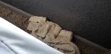 Rocky Mountain Bed Bug photo 7