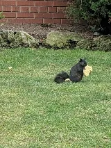 Done Right Pest and Wildlife Control photo 8