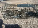 300 EXTERMINATOR TERMITE AND PEST CONTROL, LLC photo 5