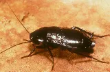 Expert Pest Management Inc. photo 8