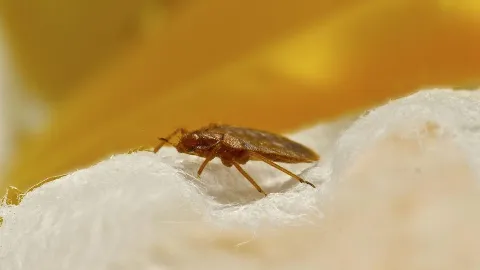 Economy Pest Control Inc photo 1