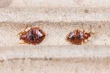 Fraser Valley Pest Control photo 7