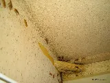 STL Pest Control photo 3