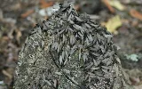 Sage Pest Control photo 4