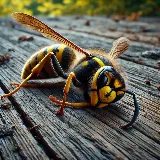Maximum Pest Control Services photo 4
