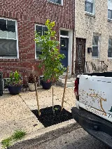 Liberty Tree and Landscape Management photo 3