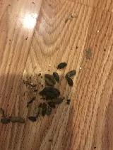 Family Pest And Wildlife photo 6