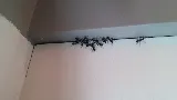 Comox / Campbell River PEST CONTROL photo 3