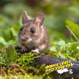 Armed Force Pest Control