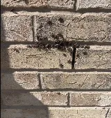 Vanquish Pest Control photo 6
