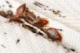 CANADIAN PEST CONTROL photo 7