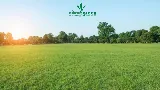 Nitro Green Professional Lawn & Tree Care