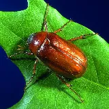 Environmental Pest Control Inc. photo 2