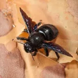 Southeast Termite & Pest Control photo 8