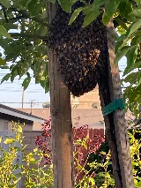 Nature Exterminator photo 2