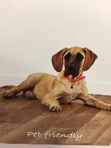 Pape's Flooring America photo 4