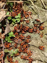REAL Pest Control photo 4