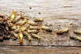 A1-Termite & Pest Control photo 7
