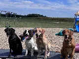 Action Pest Control photo 5